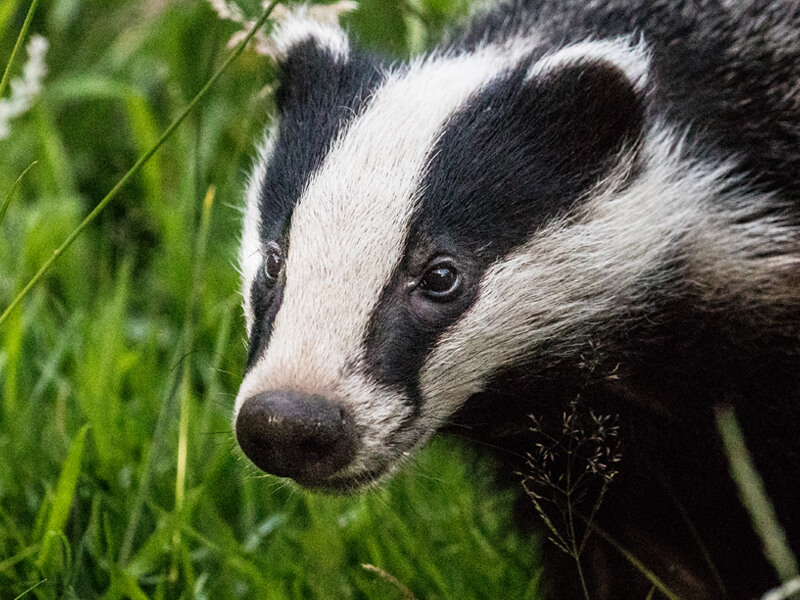 Badger