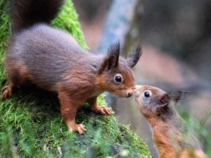 Kissing squirrels