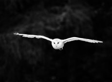 Barn Owl Flying