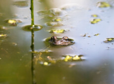Frog in Pond