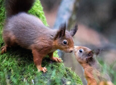 Squirrel kisses