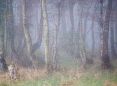 Light Woodland