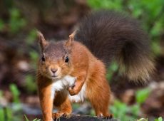 Red Squirrel