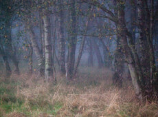 Silver Birch