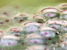 Frogspawn