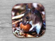Wood Mouse coaster