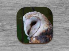 Barn Owl coaster