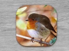 Robin coaster