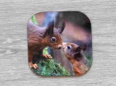 Two Red Squirrels coaster